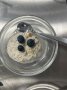 Dessertbeispiel Superfood Bircher Müsli 