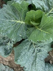 Die Behandlung führt zu einer weiß gesprenkelten Blattoberfläche.