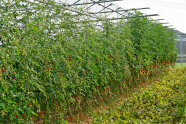 Hochgewachsene Tomatenpflanzen in einer langen Reihe