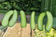Querschnitt von Einlegegurken mit spitz zulaufenden Früchten Richtung Blütenansatz.