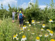 Teilnehmer/-innen versuchen sich am Obstbaumriss an Birnbäumen