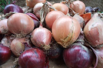 Rote und gelbe Zwiebeln in unterschiedlichen Größen