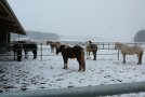 Gruppenhaltung im Winter