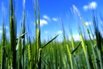 Ein Feld mit grünen Getreideähren vor blauem Himmel