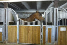 Pferd in Innenbox