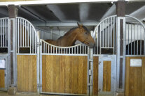 Pferd im Stall